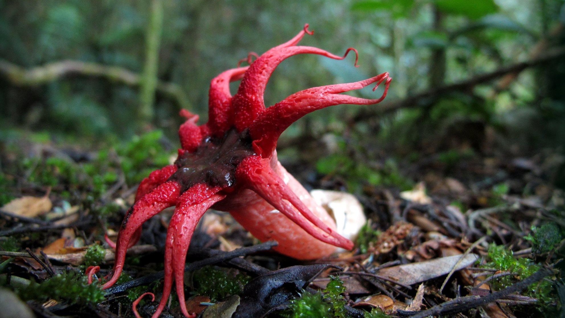  Imagen de Aseroe rubra (Hongo estrella apestosa)