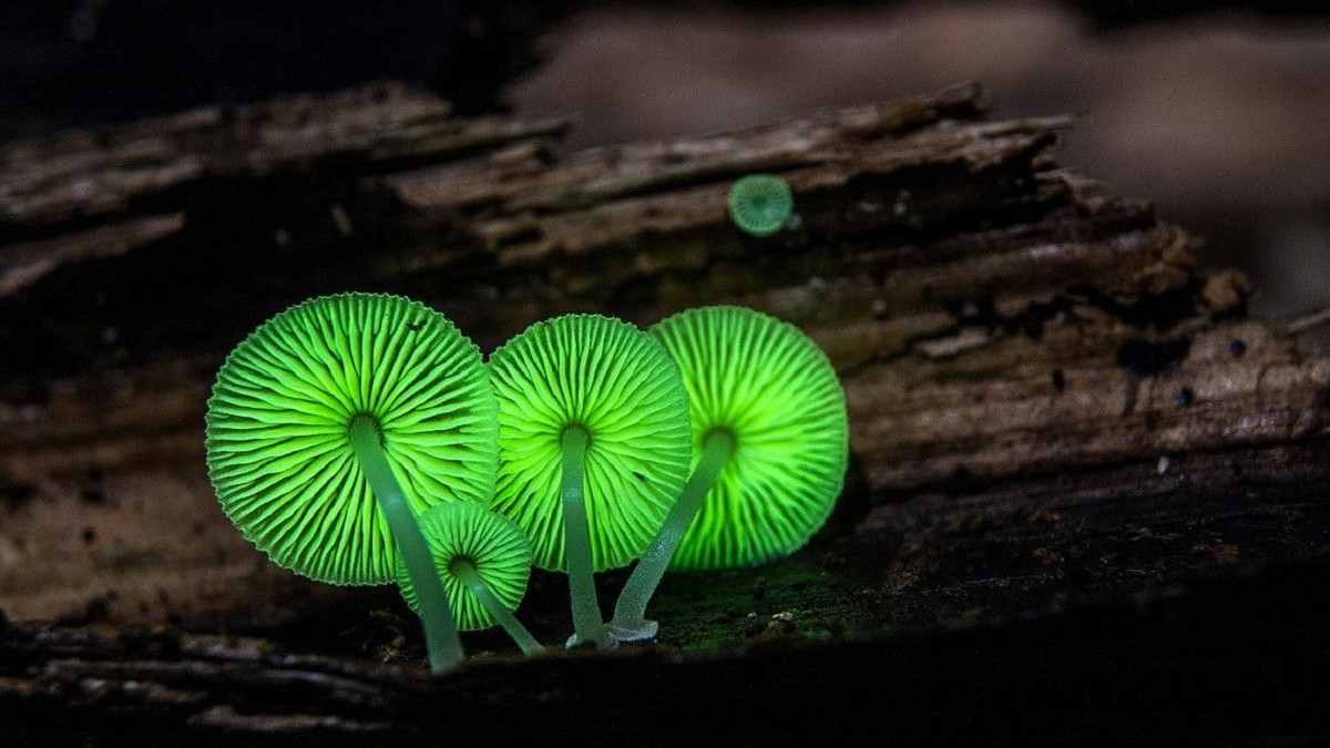  Imagen de Mycena chlorophos (Hongo luminoso)