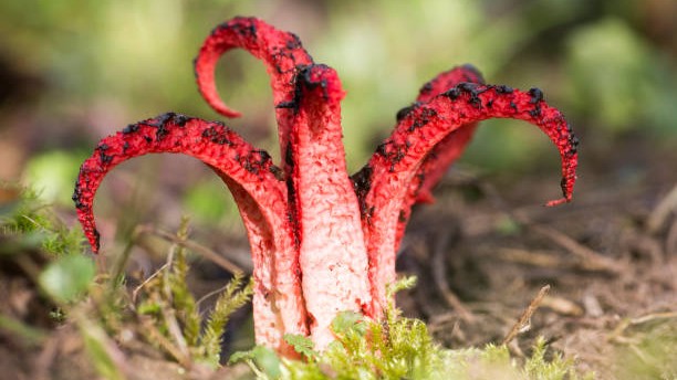 Clathrus archeri (Hongo pulpo)