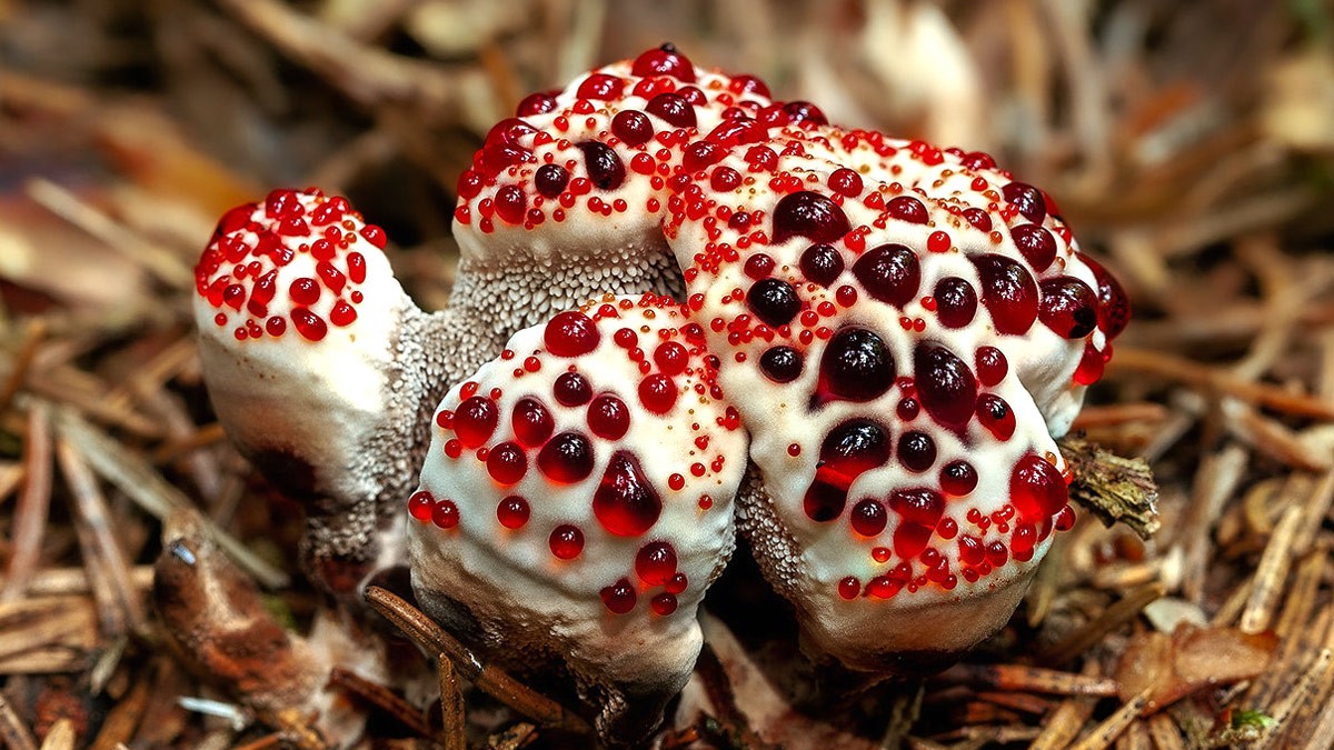 Imagen de Hydnellum peckii (Hongo sangrante))