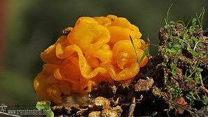 Imagen de Tremella mesenterica (Hongo gelatinoso)